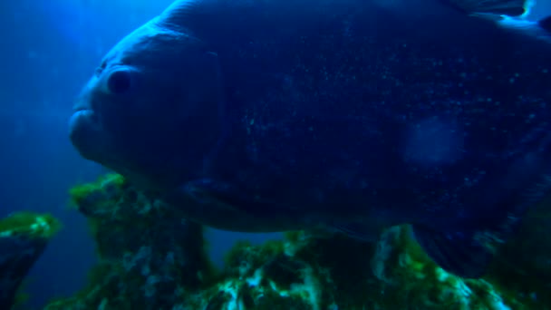 Gruseliger Piranha im Aquarium — Stockvideo