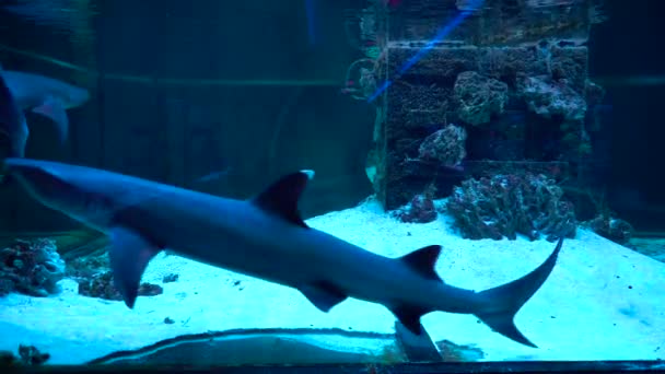 Haie in einem großen Aquarium — Stockvideo