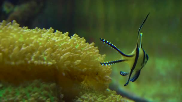 水族館で月魚 — ストック動画