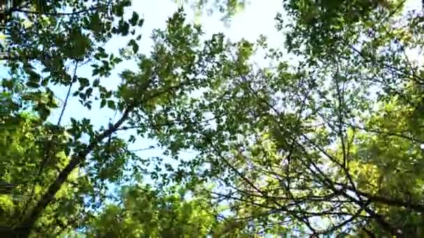 Przędzenia w lesie z widokiem na szczycie drzewa — Wideo stockowe
