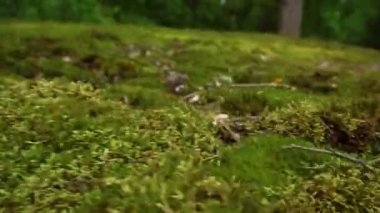 Ormanda yeşil yosun