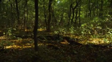 Ormanda yürüyüş yan