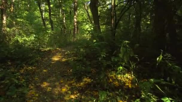 Caminhando na floresta — Vídeo de Stock