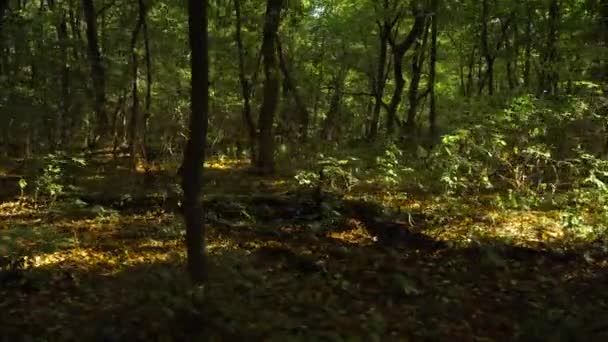 Paseo lateral por el bosque — Vídeos de Stock