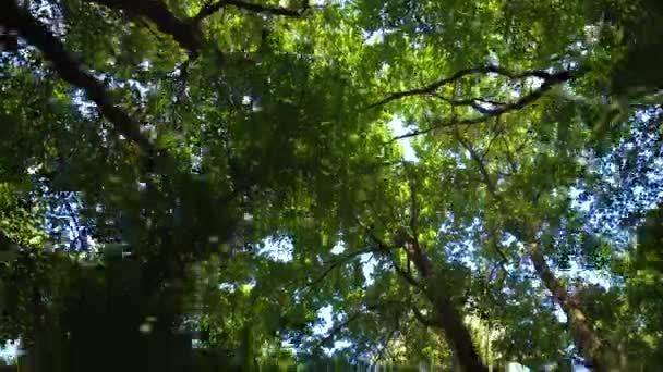 Marcher dans la forêt et regarder au-dessus des arbres verts — Video