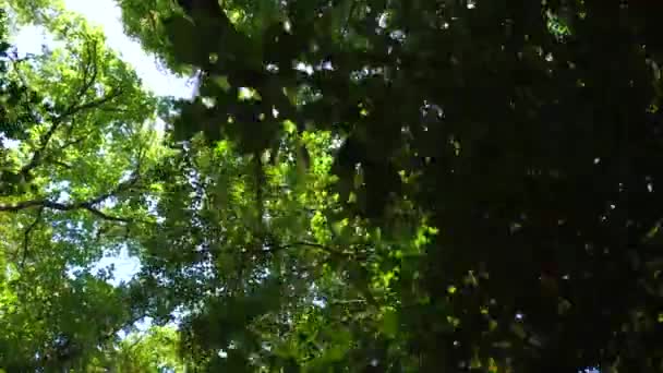 Caminhando na floresta e olhando em cima das árvores — Vídeo de Stock