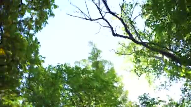 Tourner en regardant au sommet des arbres — Video