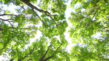 Ağaçlar üzerinde seyir