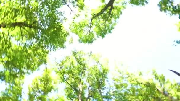 Regardant sur le sommet des arbres et tournant autour — Video