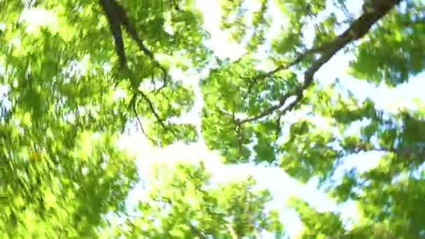 Вид на верхушку деревьев и кружащиеся вокруг — стоковое видео