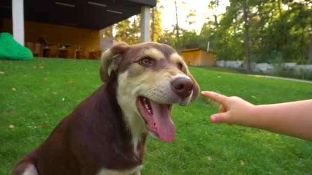 Kind Spielt Sommer Mit Hund Hinterhof — Stockvideo