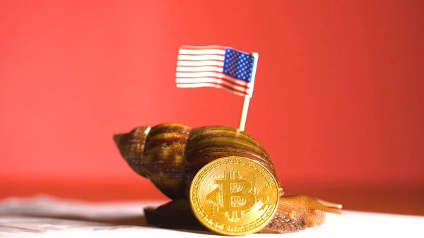 Snigel med amerikanska flaggan på baksidan och crypto Btc bitcoin mynt — Stockfoto