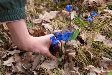 Woman touching blue snowdrop flowers in the forest clipart