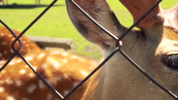 Un groupe de cerfs dans le zoo — Video