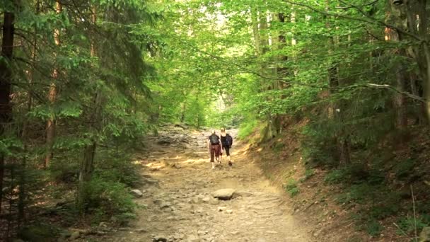 Pareja de turistas haciendo senderismo en el bosque — Vídeos de Stock