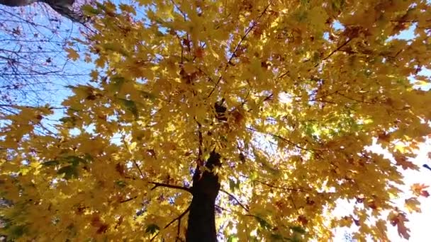 Feuilles jaunes sur l'arbre dans le parc — Video