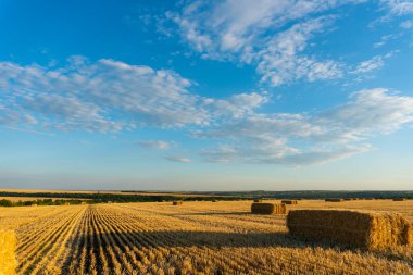 Gün batımında Buğday Tarlası ile Yaz Manzarası