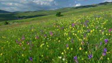 Taze yeşil çayırlar ve çiçek açan çiçekler, güzel alp yatay hareket kamera. Atış gimbal. UHD, 4k