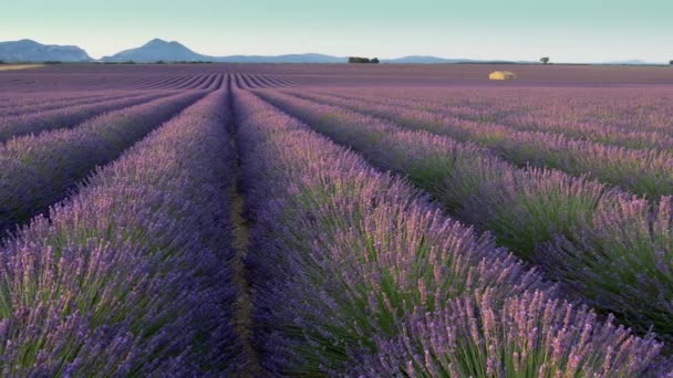 Panorámafelvétel szemcsésedik-levendula mező reggel. Valensole-fennsík. Provence, Franciaország