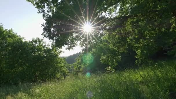 Сонце проривається крізь листя зеленого дерева. Літня концепція. Джимбал стріляв. 4-кілометровий — стокове відео