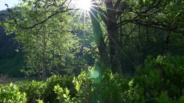 Zomer bos, dolly schot. Zon breekt door groene bladeren in suumer bos. 4k Uhd — Stockvideo