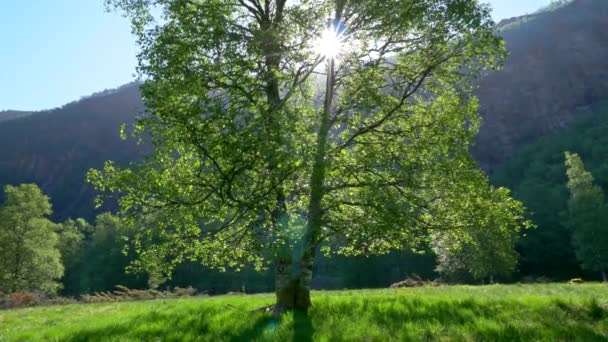 Gimbal Shot von grünem Sonnenbaum und Sonnenstrahlen, die durch grüne Blätter brechen. uhd, 4k — Stockvideo