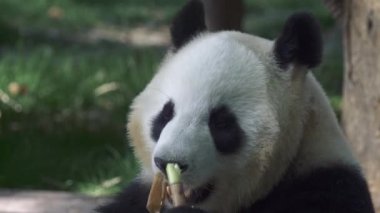 Dev Panda bambu yeme. 4k, Uhd