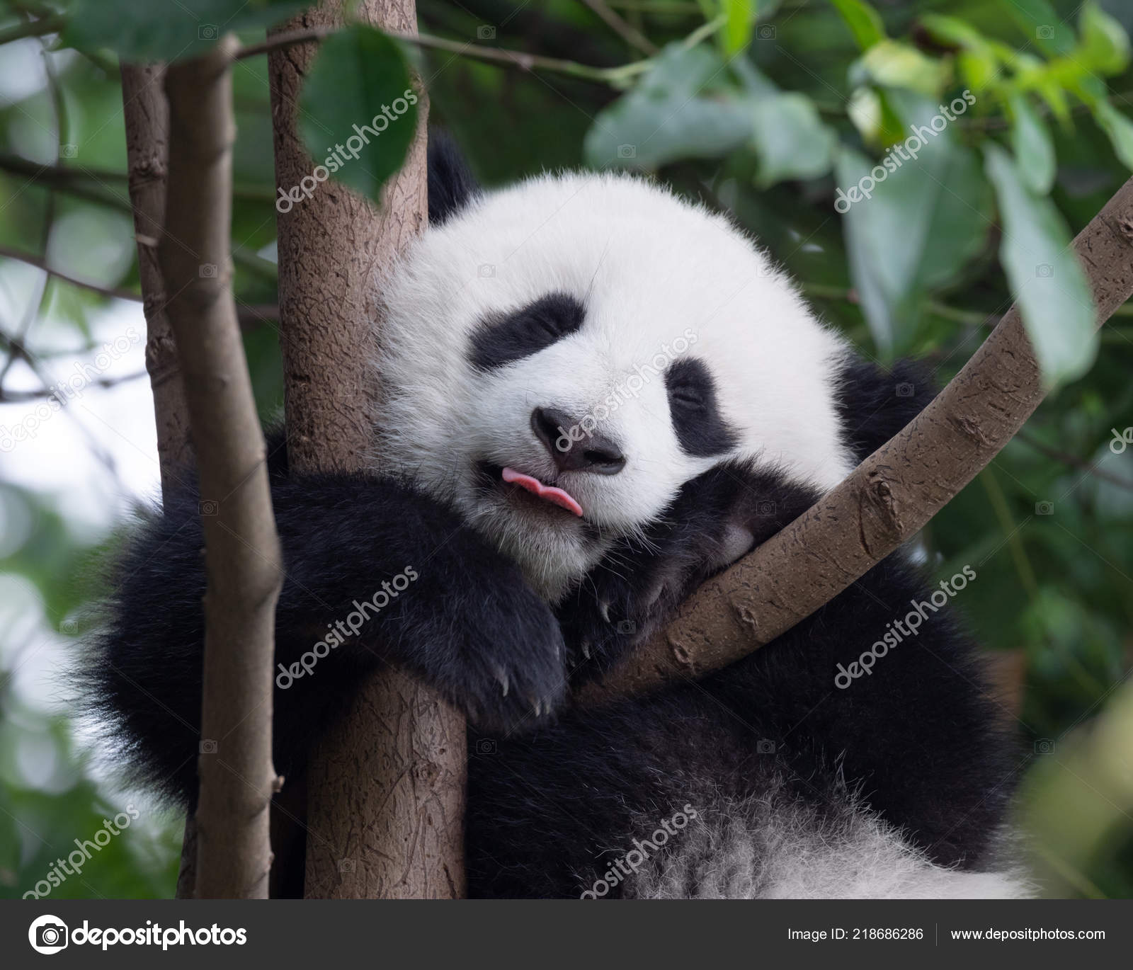 Happy Panda baby putting his tongue out — Photo