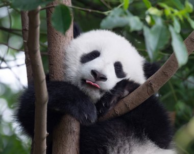 Dilini koyarak mutlu Panda bebek