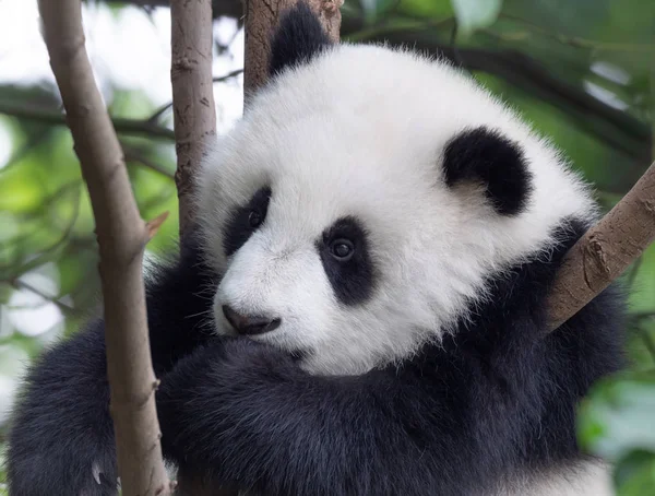 Giant panda baby op de boom — Stockfoto