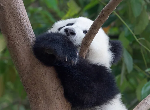 Спящий гигантский ребенок панды — стоковое фото