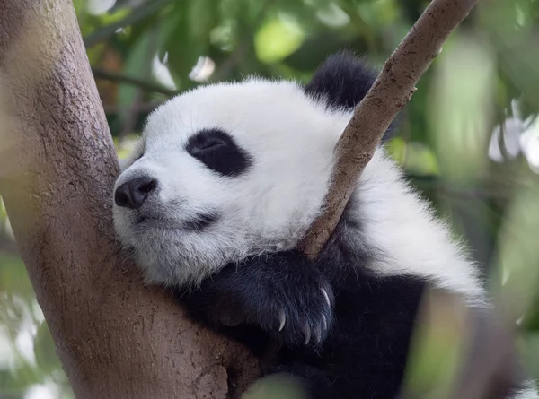 Panda gigante bebê dormindo na árvore — Fotografia de Stock
