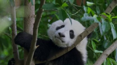 Cute, komik bebek panda Çin'deki bir hayvanat bahçesindeki bir ağaç üzerinde rahatlatıcı. 4k, Uhd.