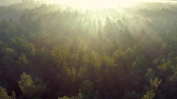 Lato Mglisty las wczesnym rankiem. Drone aerial strzał — Wideo stockowe
