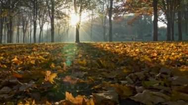 Gün batımında güzel sonbahar park. Renkli sonbahar sezon.