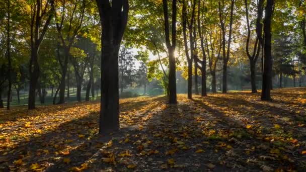 日没で秋の公園を歩きます。カラフルな秋のシーズン。4 k Uhd — ストック動画
