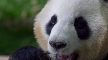 Isırma ve çiğneme bir bambu panda sopa. 4k, Uhd
