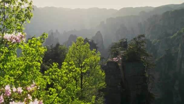 Luchtfoto van bloemen, bomen en een verticale klip in het Zhangjiajie National Forest Park in Hunan, China. 4k Uhd — Stockvideo