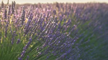 Yakın çekim çekim sırasında yumuşak sabah güneşi rüzgarda sallayarak bir arı ve lavanta çiçek. 4k, Uhd