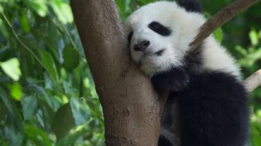 Çok güzel ve komik bebek panda ağaçta sallanan uyuyor. Sulu yeşil arka plan bırakır. 4k, Uhd