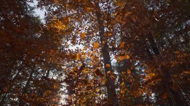 Caindo folhas de outono na floresta de outono. Tiro em câmara lenta — Vídeo de Stock