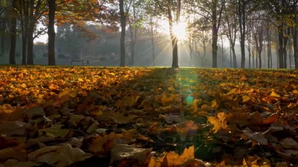 Herbstlicher Stadtpark bei Sonnenaufgang. Kamera bewegt sich entlang farbenfroher Herbstblätter im Sonnenaufgangslicht. Pistolenschuss, 4k — Stockvideo