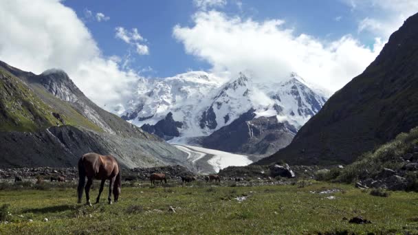 Vários cavalos selvagens se alimentam de grama perto de um pico nevado no sistema de montanha Tian Shan. 4K, UHD — Vídeo de Stock
