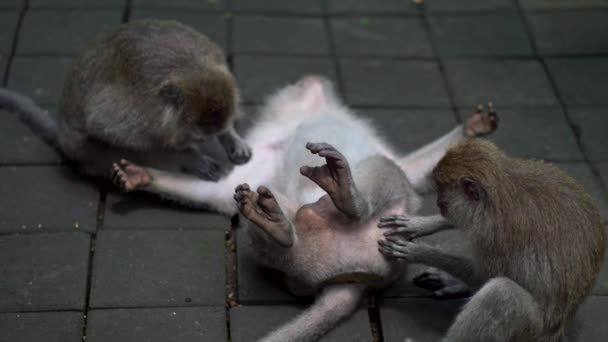 Two monkeys serve their boss. The alpha monkey, lying on the ground at the Ubud Monkey Forest in Bali, Indonesia. 4K, UHD — Stock Video