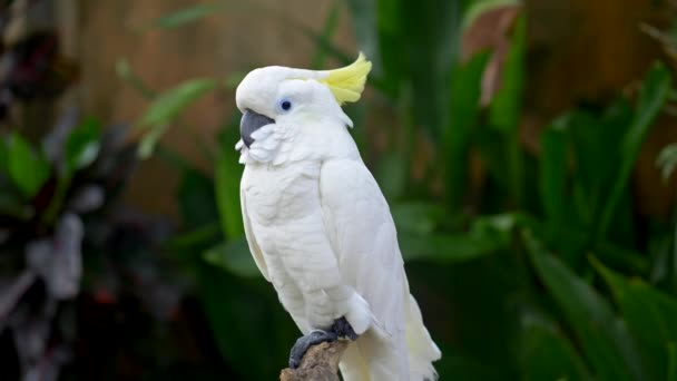Белый попугай-какаду, сидящий на куске дерева в парке балийских птиц на Бали, Индонезия. Зеленый цветочный фон. 4K, UHD — стоковое видео