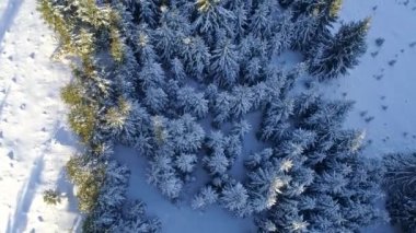 Yukarıdan aşağıya kış iğne yapraklı orman hava atış kar ve buz ile kaplı. 4k, Uhd