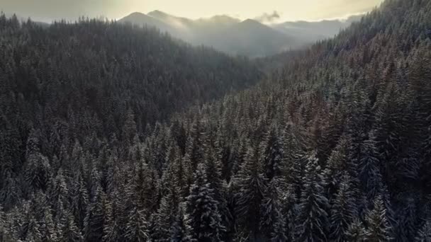 Légi felvétel a téli hegyek és a hóval borított erdő. 4k, Uhd — Stock videók