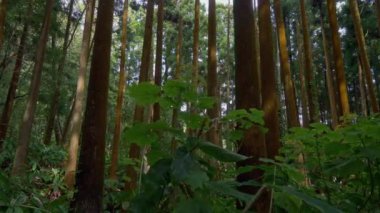 Yalpa Azores, Portekiz gizemli bir ormanda bir kadeh. 4k, Uhd