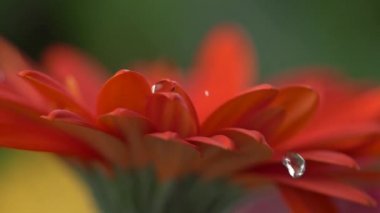 Kristal berraklığında waterdrops kırmızı papatya gerbera yaprakları düşen, ağır çekim yakın çekim vurdu