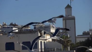 Essaouira, Fas balık pazarında havada uçan martıları yavaş çekim